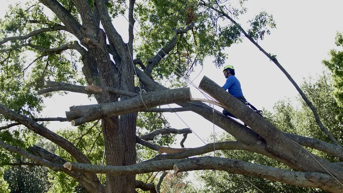 Professional Crown Thinning performed by certified arborists in Brainard